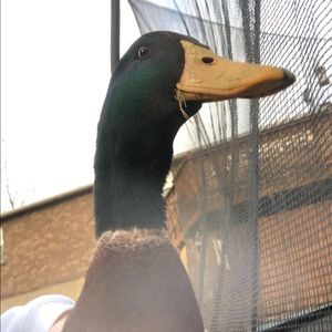 Meet your Posher, Dani